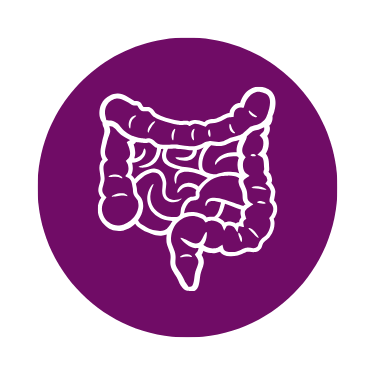 Internal Anatomy